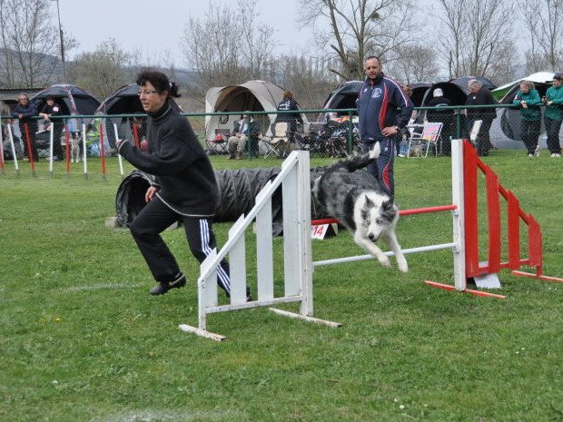 Concours d'agility, Macon (Davayé), 27 mars 2011