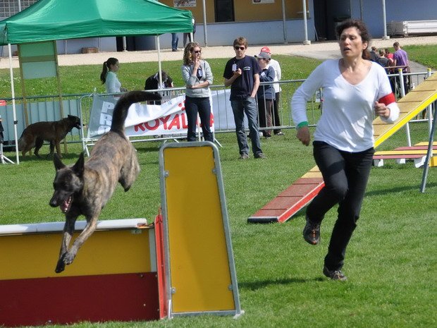 Concours d'agility, Louhans, 5 mai 2013