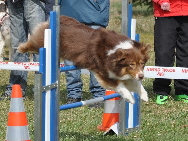 Concours d'agility, Girolles, 22mars 2015