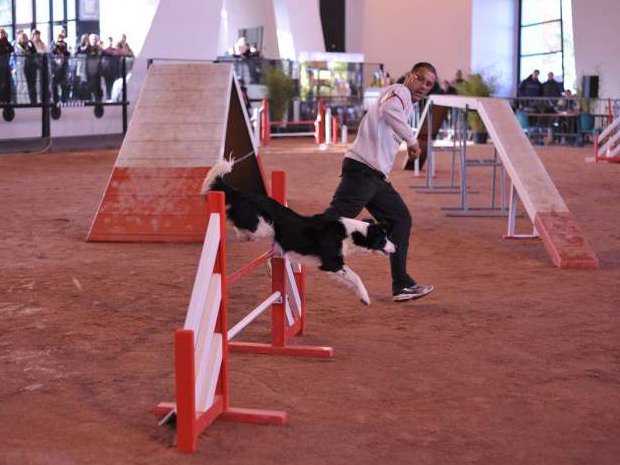 Concours d'agility, Le Creusot, 6 novembre 2011