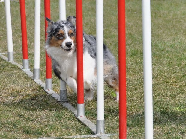 Concours d'agility, Girolles, 22mars 2015