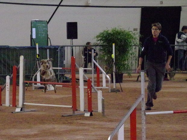 Concours d'agility, Le Creusot (la Nef), les 12 et 13 novembre 2016