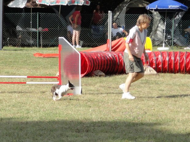 Concours d'agility, Daix, 19 août 2012