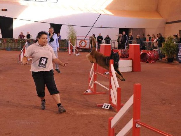Concours d'agility, Le Creusot, 6 novembre 2011