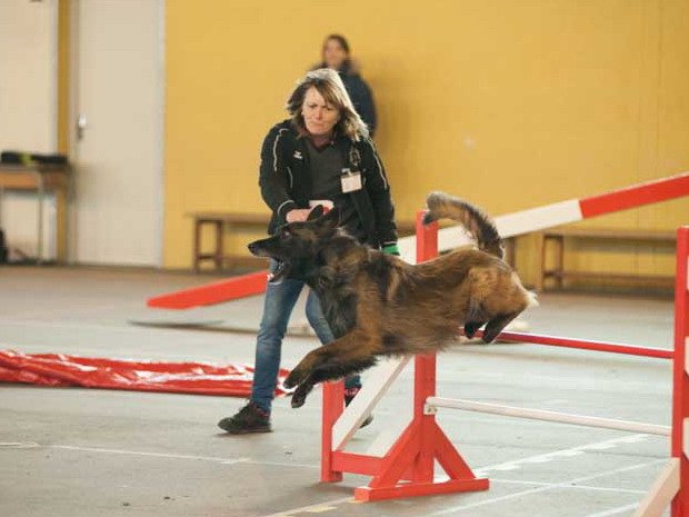 Concours d'agility, Seurre, 23 février 2014