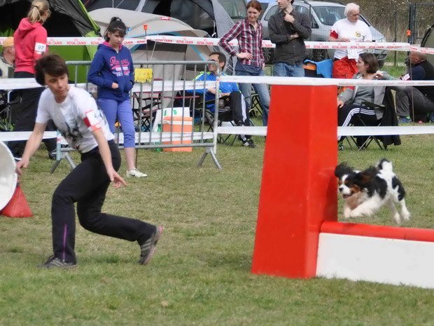 Concours d'agility, Girolles, 30 mars 2014