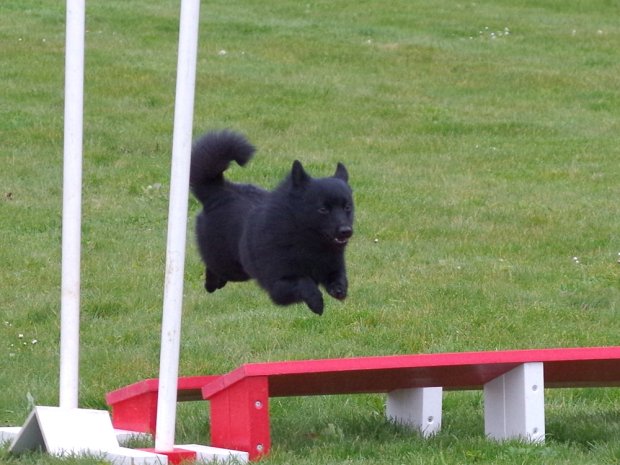 Concours d'agility, Barges, 1 avril 2018