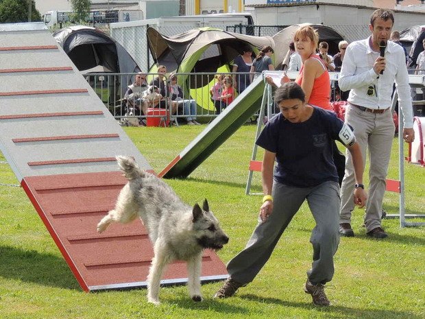 Concours d'agility, Montbard, 24 juin 2012