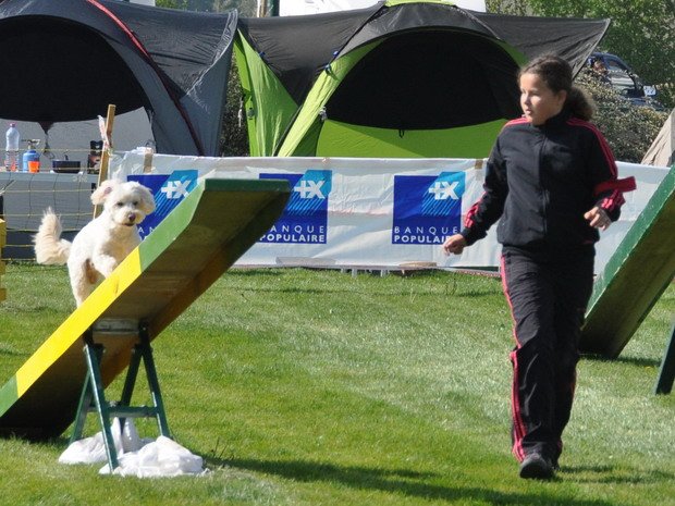 Concours d'agility, Barges, 20 avril 2014