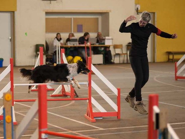 Concours d'agility, Seurre, 23 février 2014