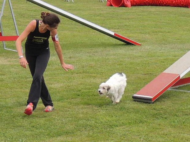 Concours d'agility, Montbard, 24 juin 2012
