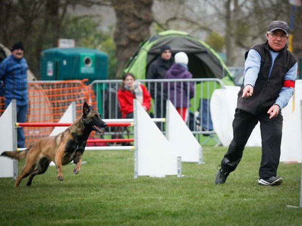 concours d'agility, Challuy, 7 avril 2013