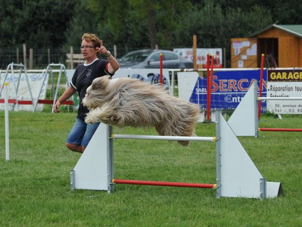 Concours d'agility, Magny sur Tille, 14 août 2011