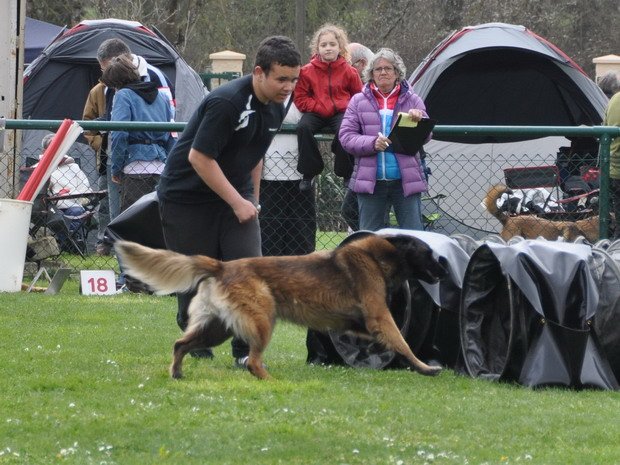 Concours d'agility, Macon, 7 avril 2013