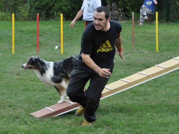 concours d'agility, Messigny Vantoux, 29 septembre 2013