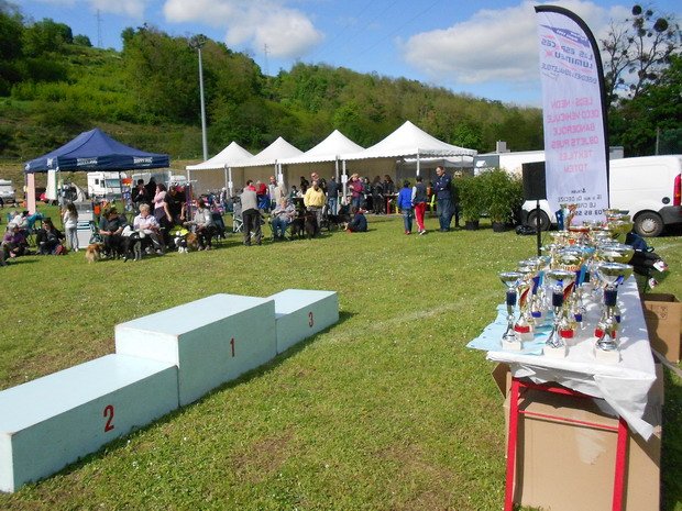 Concours d'agility, Le Creusot, 15 mai 2016