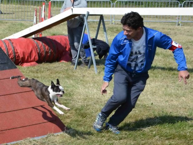Concours d'agility, Le Creusot, 24 mai 2015