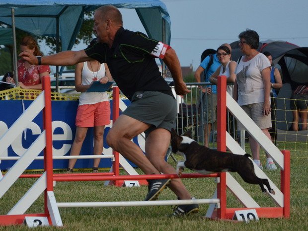 Concours d'agility, Magny sur Tille, 20 juillet 2013