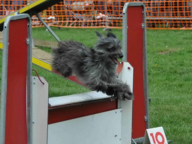 Concours d'agility, Challuy, 6 avril 2014