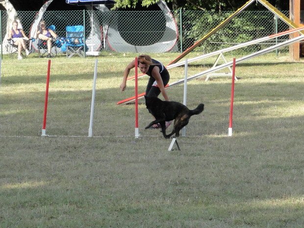 Concours d'agility, Daix, 19 août 2012