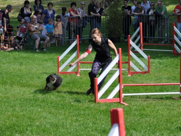 Concours d'agility, Le Creusot, 27 mai 2012