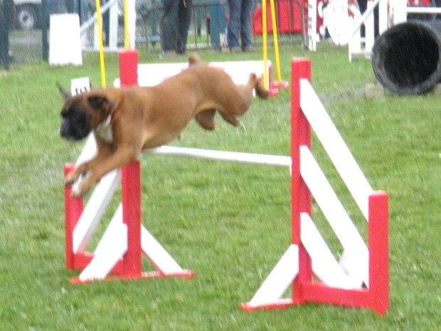 Concours d'agility, Macon, 28 mars 2010