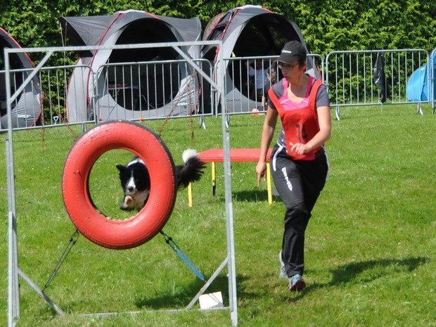 Concours d'agility, Autun, 30 juin 2013