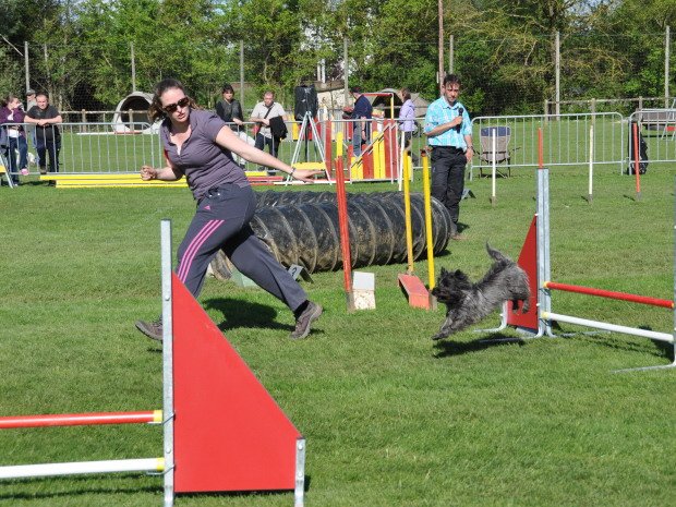 Concours d'agility, Louhans, 6 mai 2012