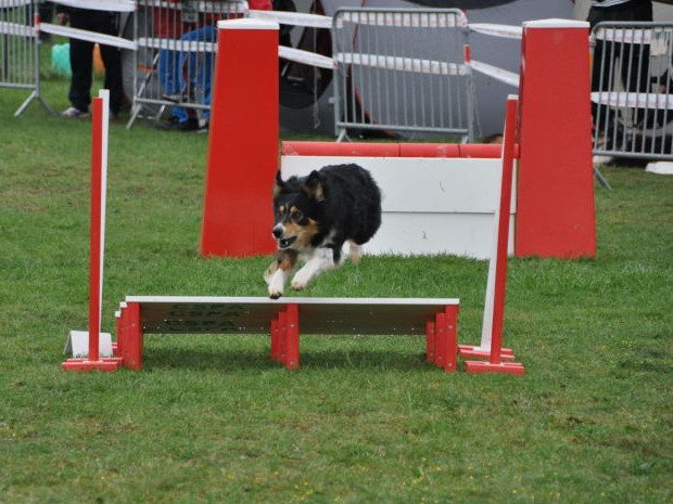 Concours d'agility, Girolles, 3 avril 2011