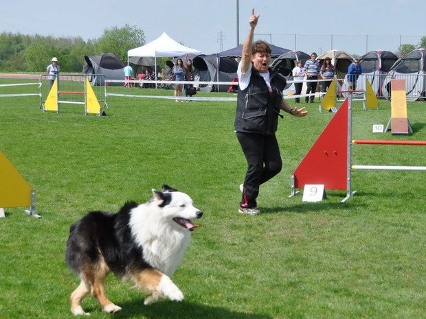 Concours d'agility, Louhans, 5 mai 2013