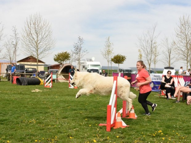 Concours d'agility, Barges, 21 avril 2019