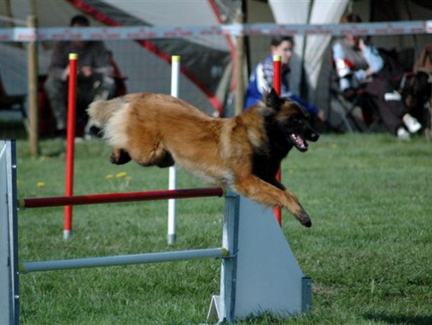 Concours d'agility, Challuy, 10 avril 2010