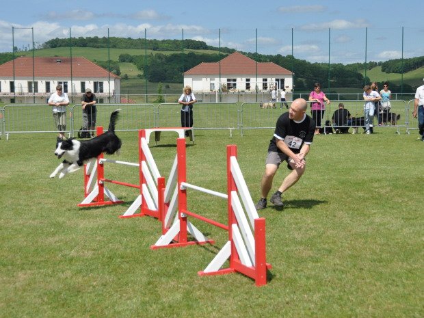 Concours d'agility, Semur en Auxois, 17 juin 2012