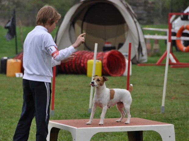 Concours d'agility, Girolles, 3 avril 2011