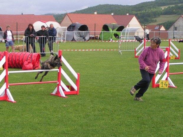 Concours d'agility, Semur en Auxois, 19 juin 2011