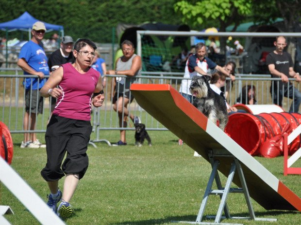 Concours d'agility, Semur en Auxois, 17 juin 2012