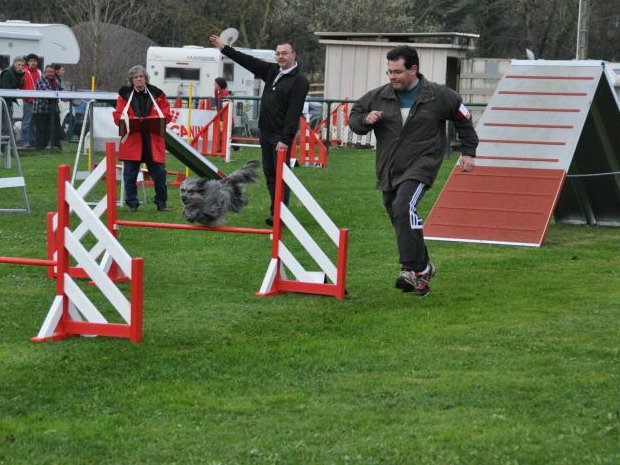 Concours d'agility, Macon (Davayé), 27 mars 2011