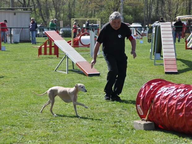 Concours d'agility, Macon, 1er avril 2012