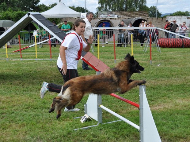 Concours d'agility, Autun, 1er juillet 2012
