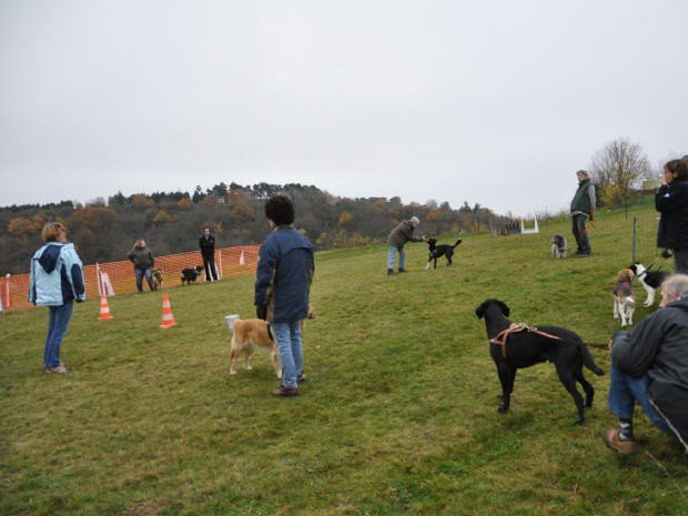 Stage Flyball, Le Creusot novembre 2011