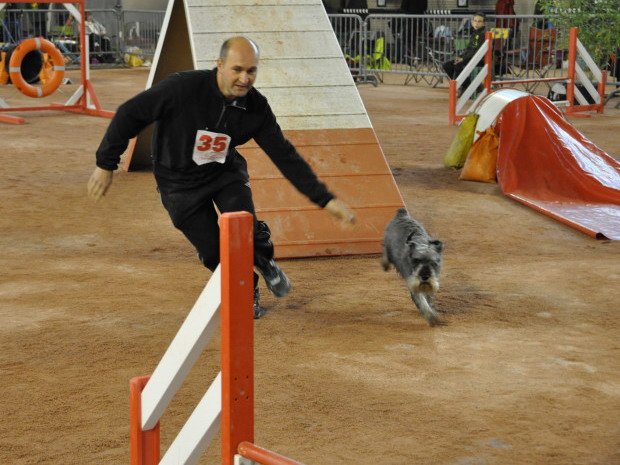 Concours d'agility, Le Creusot, 7 novembre 2010
