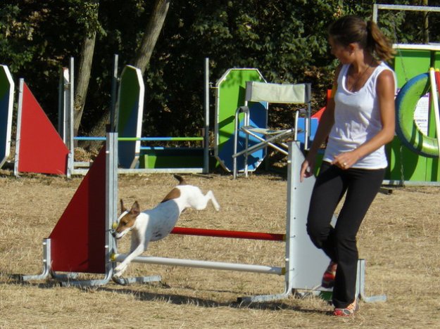 Concours d'agility, Auxerre, 9 septembre 2012