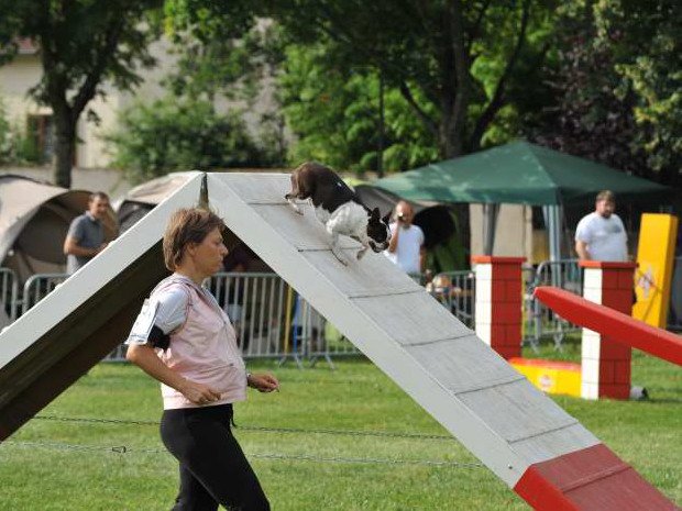 Concours d'agility, Nuits Saint Georges, 21 juillet 2012