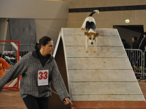 Concours d'agility, Le Creusot, 7 novembre 2010