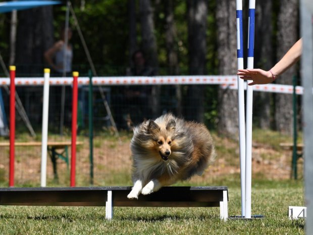Concours d'agility, Messigny Vantoux, 29 juin 2019