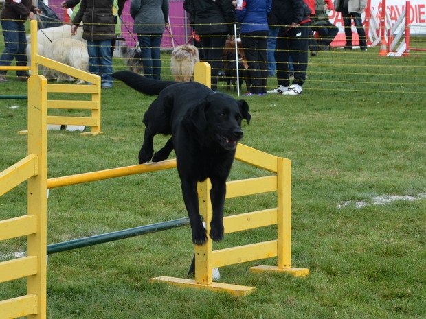 concours d'agility, Barges, 5 avril 2015
