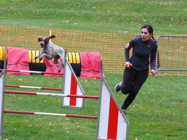 Concours d'agility, Le Creusot, 19 mars 2017