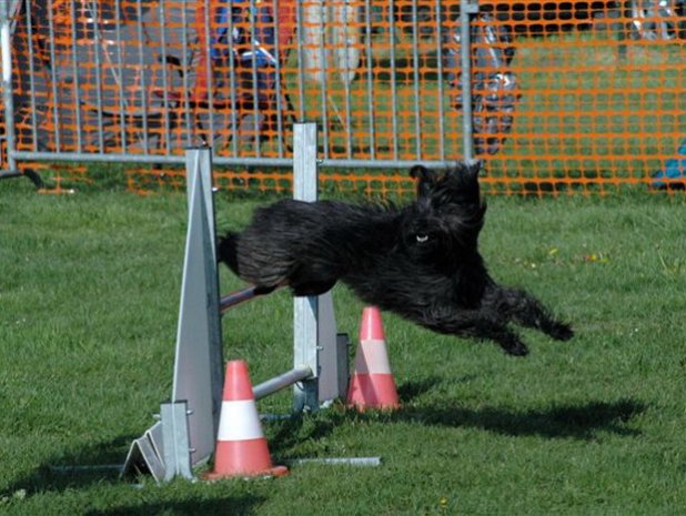 Concours d'agility, Challuy, 10 avril 2010