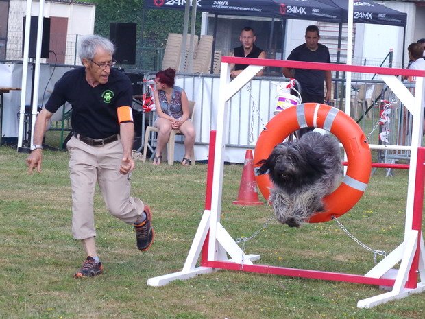 Concours d'agility, Montbard, 25 juin 2017