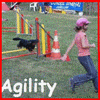 raccourcis activites canines agility